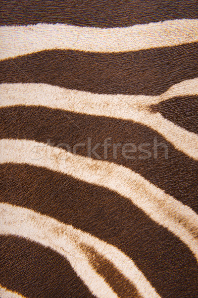 Kahverengi çizgili zebra kürk taklit doku Stok fotoğraf © Geribody