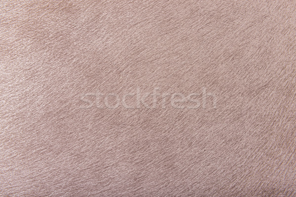 Grained beige background Stock photo © Geribody