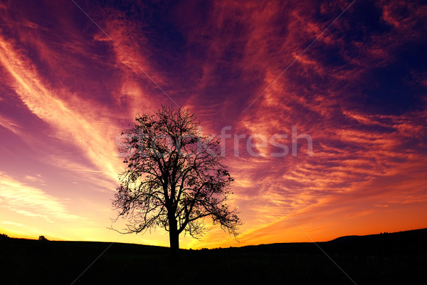 Nie opis drzewo słońce wygaśnięcia krajobraz Zdjęcia stock © Geribody