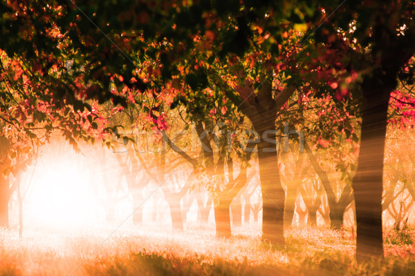 ősz erdő természet tájkép levél napfelkelte Stock fotó © Geribody