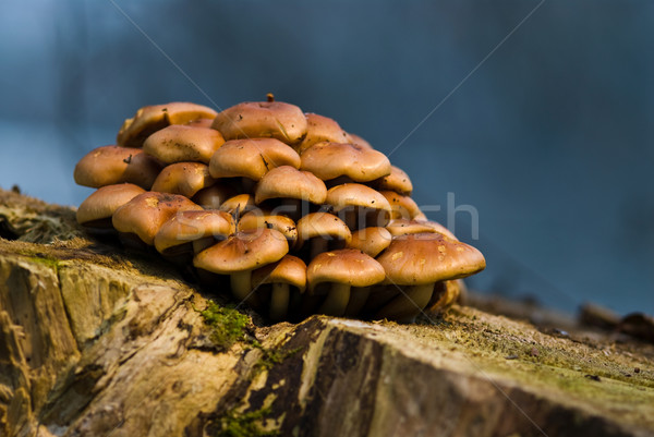 Makro grzyby lasu charakter tle Zdjęcia stock © Geribody