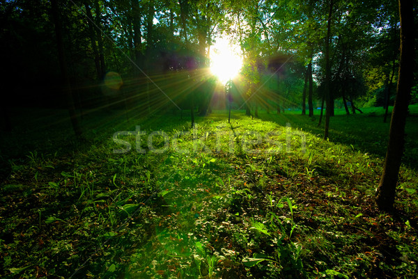 Dappled sunlight breaking through tall trees onto a path through a wood Stock photo © Geribody