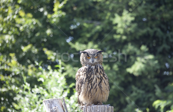 Great Horned Owl with green tree background Stock photo © gigra