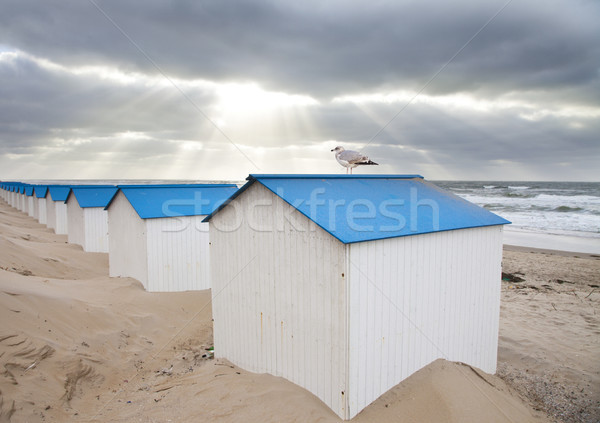 Dutch little houses on beach with seagull in De Koog Texel, The Netherlands Stock photo © gigra