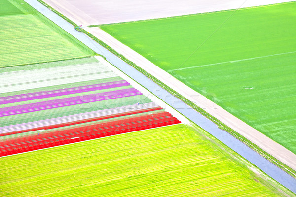Stock photo: Dutch colourful flower field from above