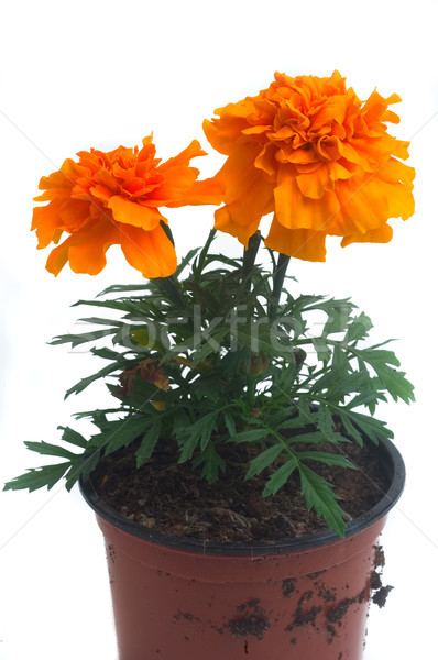 French marigolds Stock photo © Gilles_Paire