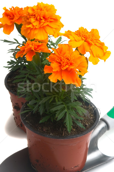 French marigolds Stock photo © Gilles_Paire