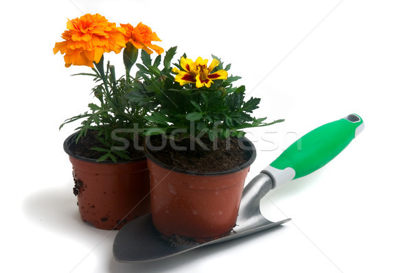 French marigolds Stock photo © Gilles_Paire