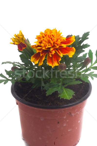 French marigolds Stock photo © Gilles_Paire