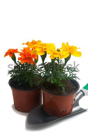 French marigolds Stock photo © Gilles_Paire