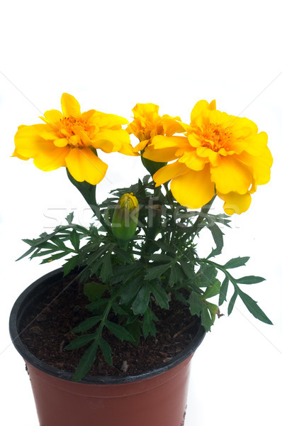 French marigolds Stock photo © Gilles_Paire