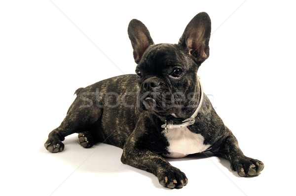Francuski bulldog biały studio czarny funny Zdjęcia stock © Gilles_Paire