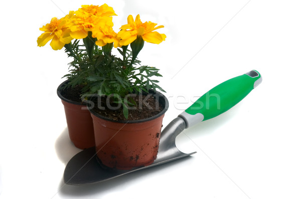 French marigolds Stock photo © Gilles_Paire