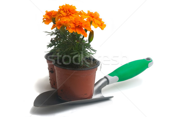 French marigolds Stock photo © Gilles_Paire