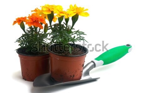 French marigolds Stock photo © Gilles_Paire