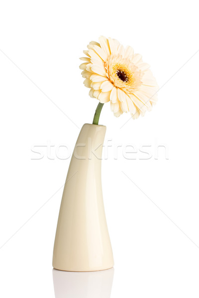 Gerbera. Stock photo © gitusik