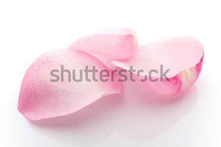 Pétalos aumentó aislado blanco flor Foto stock © gitusik