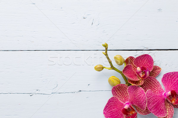 Orchidée rose fleurs bois bois fond Photo stock © gitusik