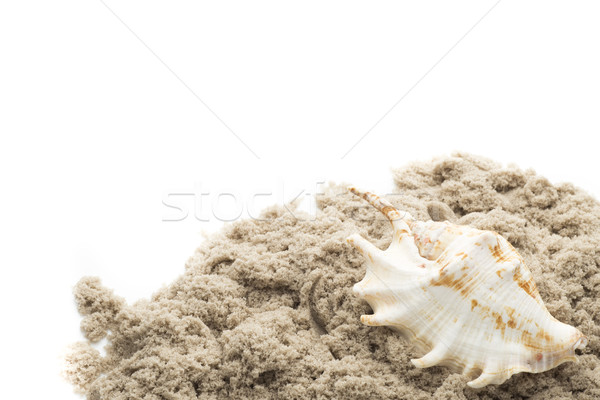  Scallop isolated on the white background. Stock photo © gitusik