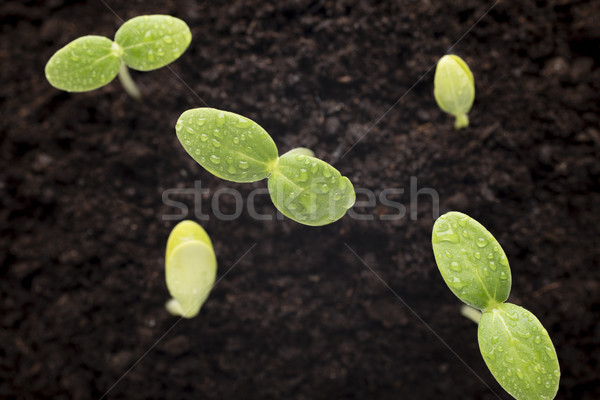 [[stock_photo]]: Semences · augmenté · jeunes · semis · printemps · feuille