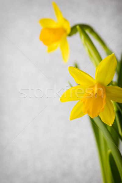 Foto stock: Narcisos · amarelo · páscoa · cartão · flor