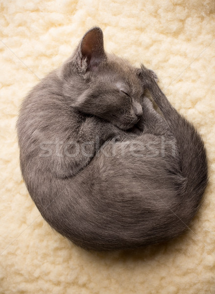 Kitten. Stock photo © gitusik