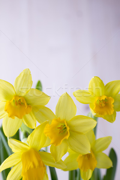 Narzissen gelb Ostern Grußkarte Blume Stock foto © gitusik