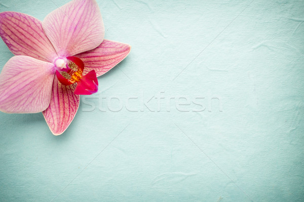 Roz orhidee floare salut fundal frumuseţe Imagine de stoc © gitusik