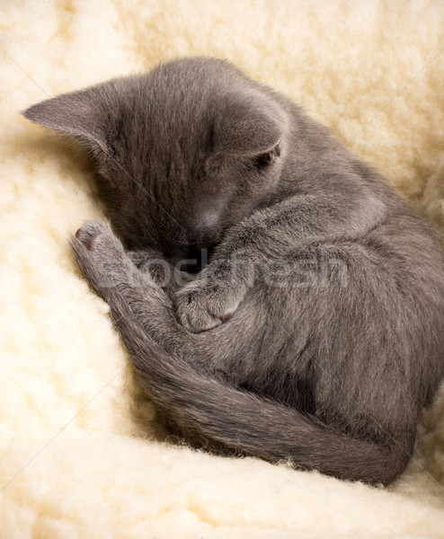 Kitten. Stock photo © gitusik
