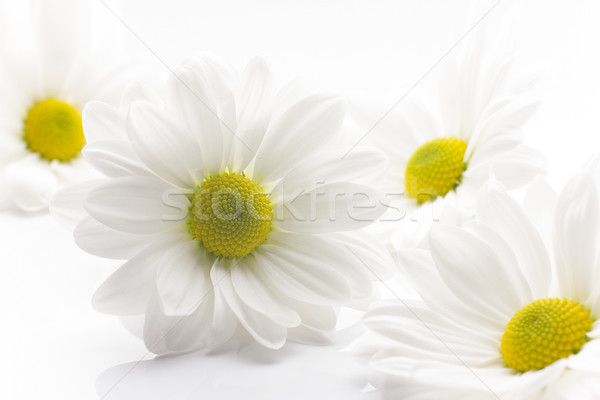 Branco crisântemo isolado fundos brancos flor flores Foto stock © gitusik