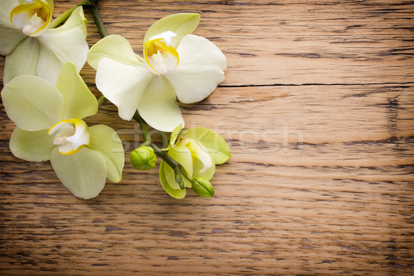 Orchidée fleur bois fond beauté spa [[stock_photo]] © gitusik