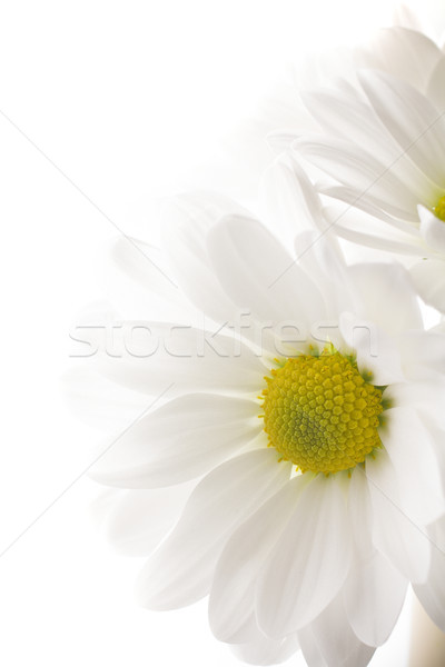 Stock foto: Weiß · Chrysantheme · isoliert · weiße · Hintergründe · Blume · Blumen