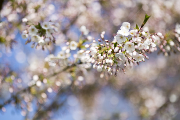 Stock photo: Sakura. Tree cherry on the garden.