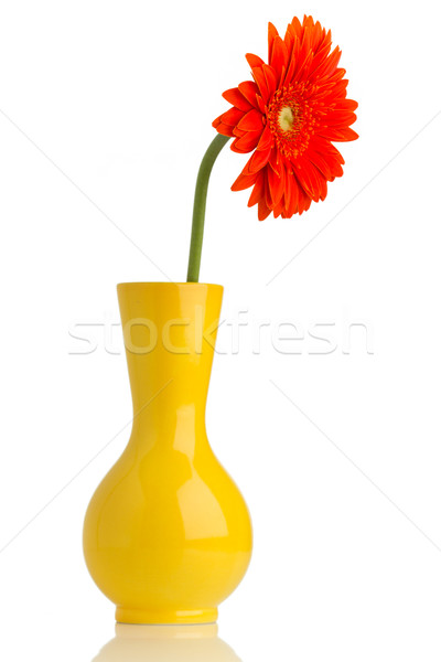 Gerbera. Stock photo © gitusik