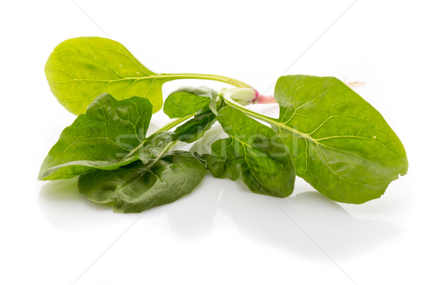 Espinacas raíces blanco hoja planta hortalizas Foto stock © gitusik