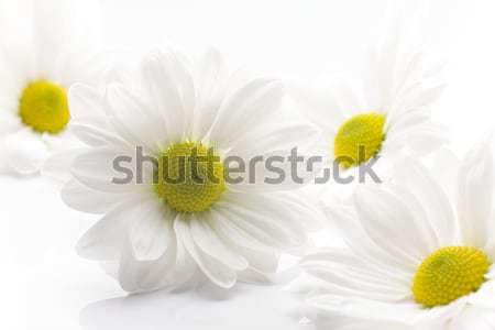 Foto stock: Branco · crisântemo · isolado · fundos · brancos · flor · flores