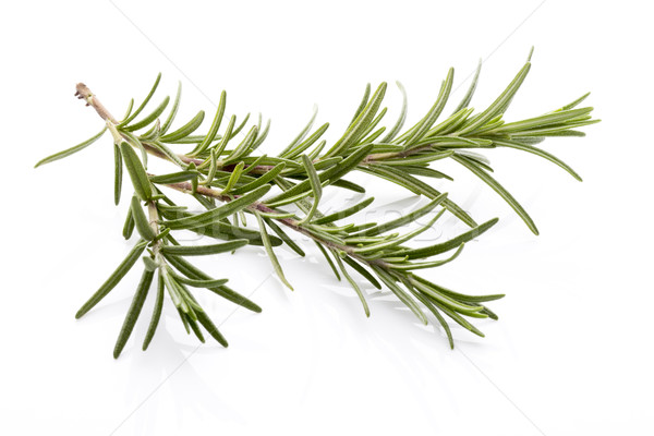 Rosemary. Stock photo © gitusik