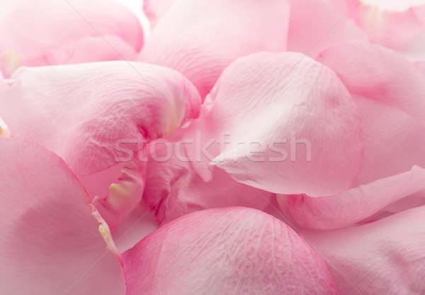 Stock photo: Petals rose.