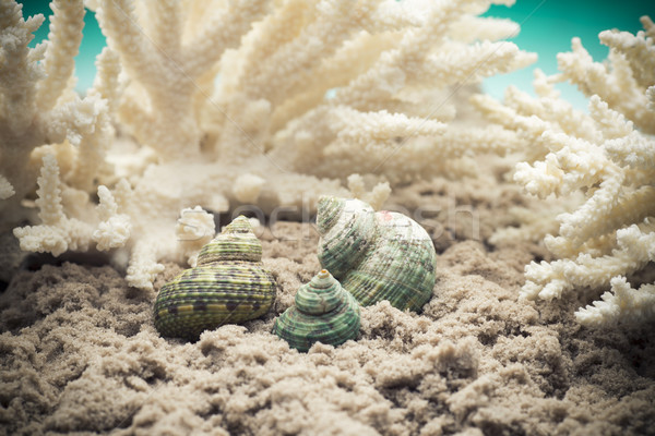 Powłoki koral piasku morza plaży tle Zdjęcia stock © gitusik