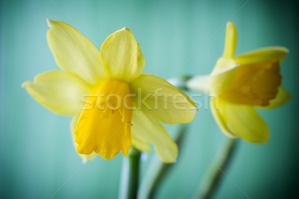ストックフォト: 水仙 · 黄色 · イースター · グリーティングカード · 花