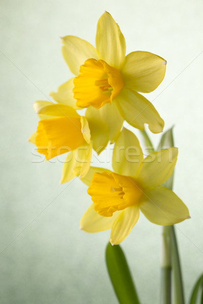 Nergis sarı renkli Paskalya tebrik kartı çiçek Stok fotoğraf © gitusik