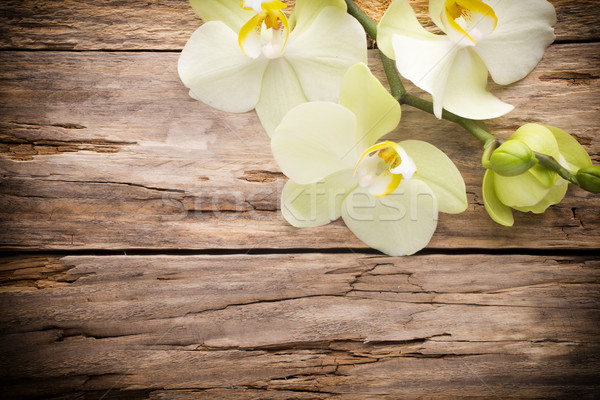 Orkide çiçek ahşap arka plan güzellik spa Stok fotoğraf © gitusik