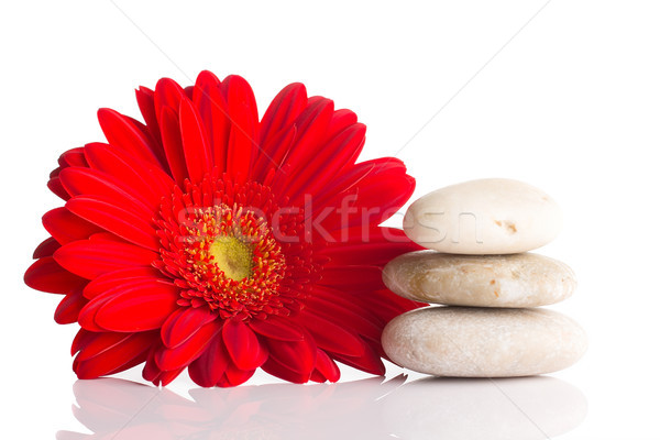 Stock foto: Spa · Steine · rot · Blütenblätter · isoliert · weiß