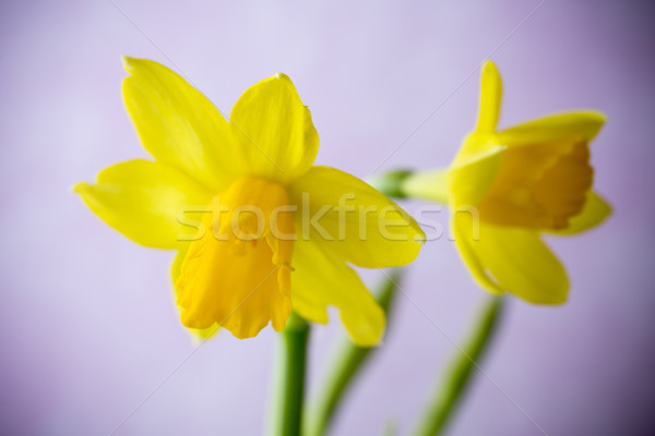 Nárciszok citromsárga színes húsvét üdvözlőlap virág Stock fotó © gitusik