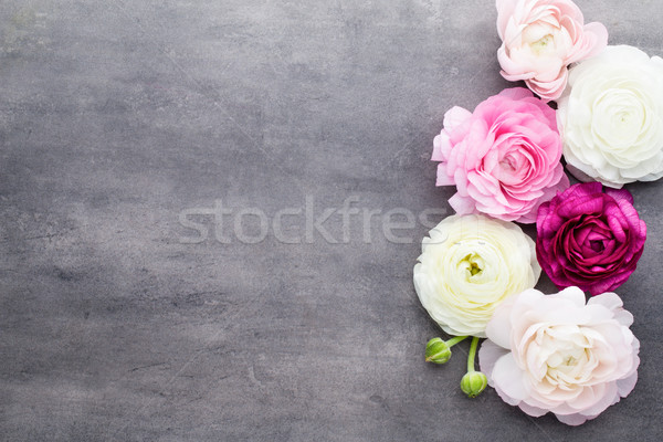 Beautiful colored ranunculus flowers on a gray background. Stock photo © gitusik