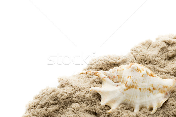 Stock photo:  Scallop isolated on the white background.