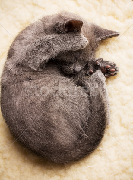 Pisoi dormit rus albastru pisică animale Imagine de stoc © gitusik