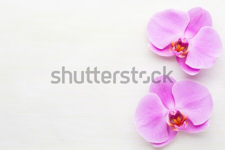 Roz Frumos Orhidee Colorat Flori Fundal Imagine De