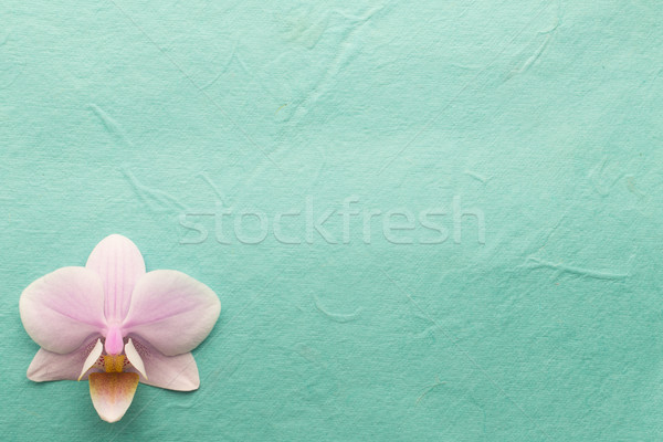 Pink orchid. Stock photo © gitusik