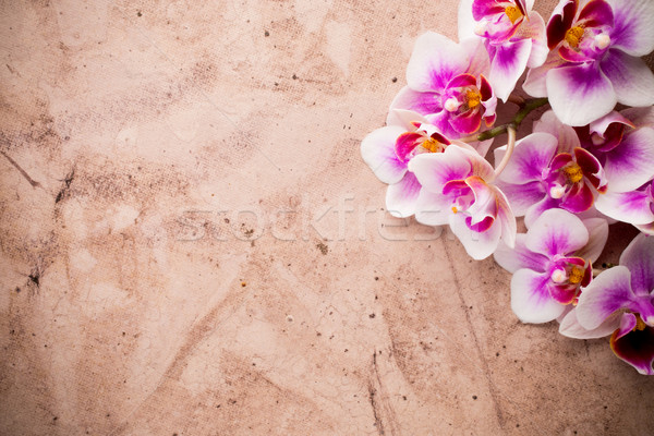 Orchidea orchideák virágzik fehér rózsaszín szín Stock fotó © gitusik